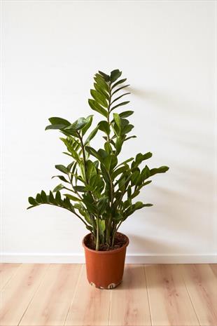 Zamioculcas Zamiifolia XL - Zamia ZeZe Bitkisi
