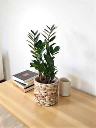 Zamioculcas Zamiifolia - Zamia ZeZe Bitkisi