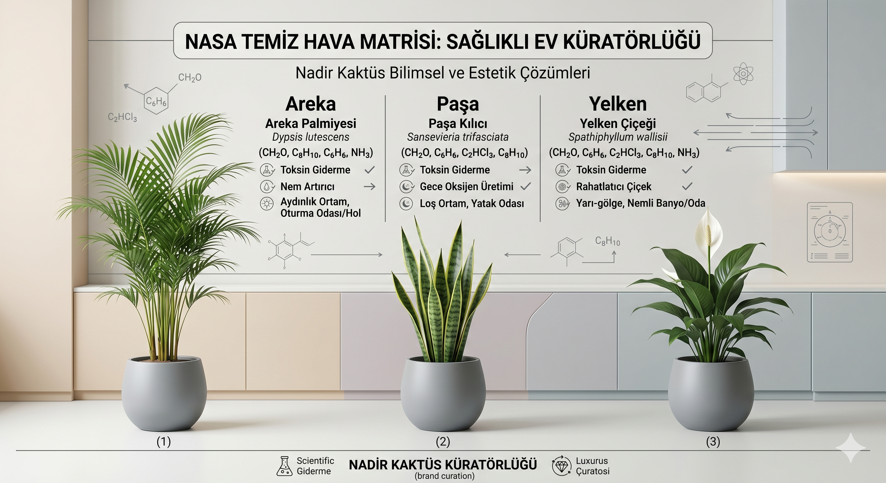 NASA Temiz Hava Çalışmasına göre evi toksinlerden arındıran Areka, Paşa Kılıcı ve Yelken Çiçeği.