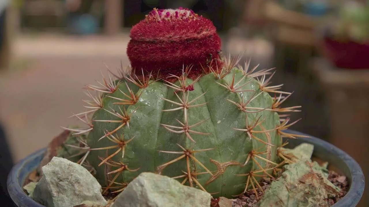 Melocactus Broadwayi Kakts Nedir? zellikleri, Bakm