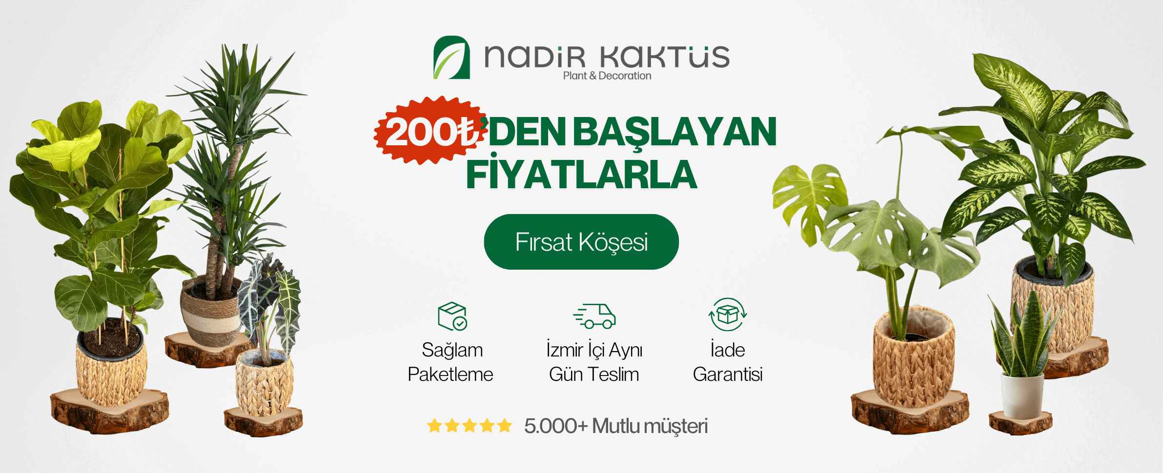 Dev Boy Kaktüsler