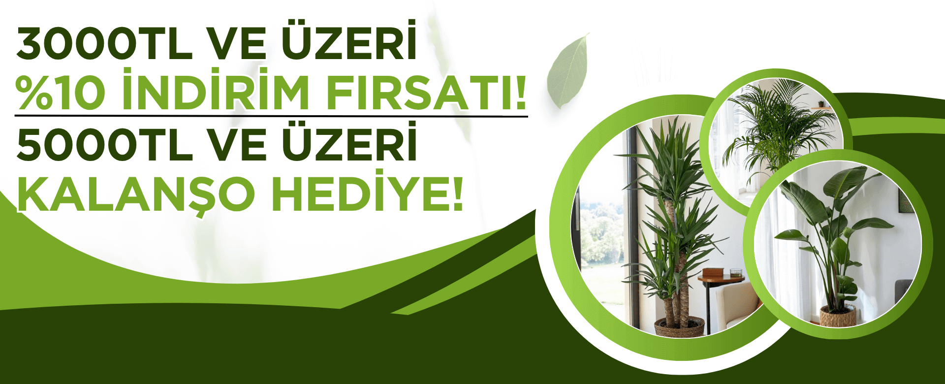 İç Mekan Bitkileri
