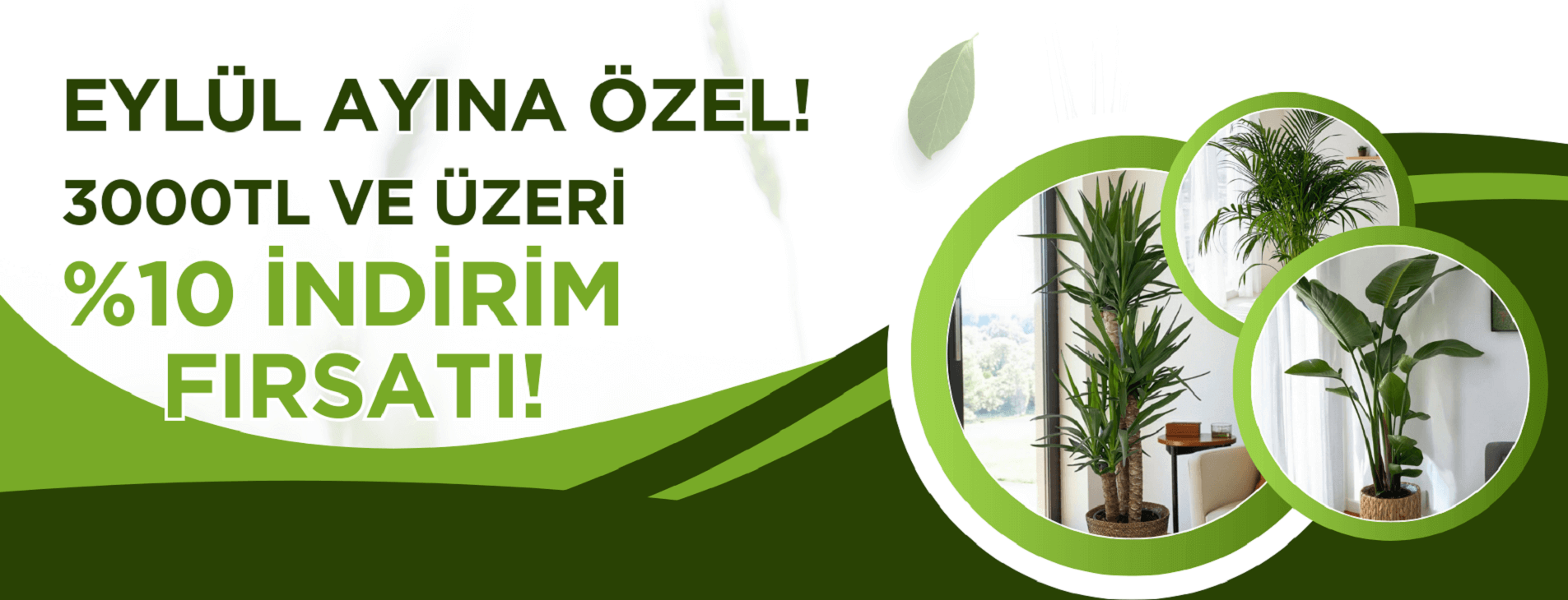İç Mekan Bitkileri