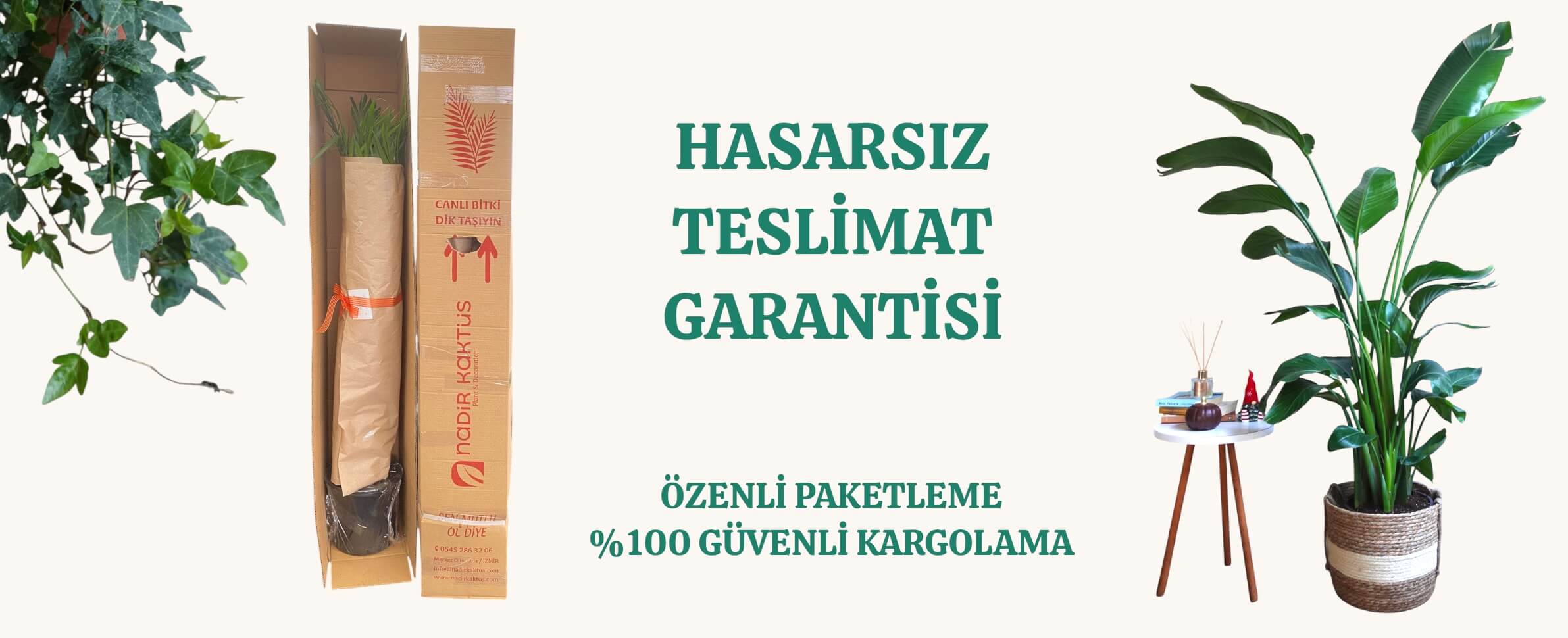 İç Mekan Bitkileri