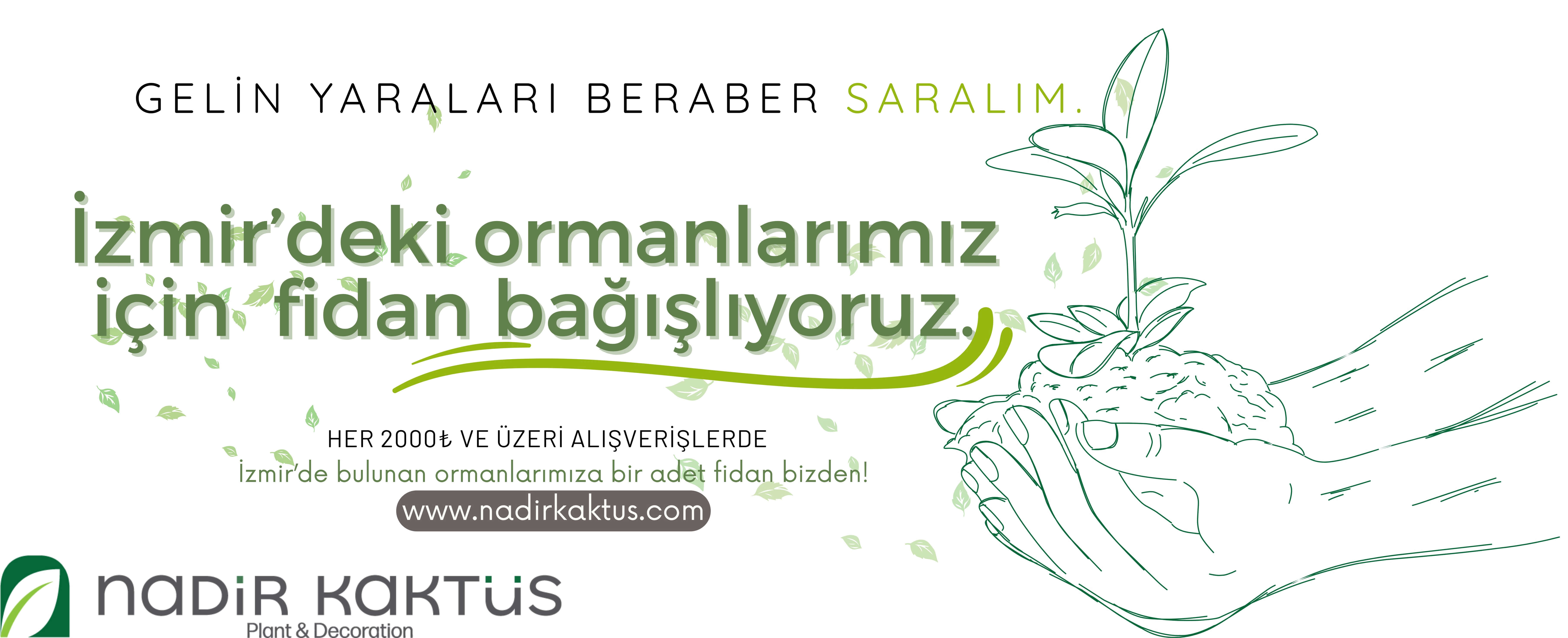 İç Mekan Bitkileri