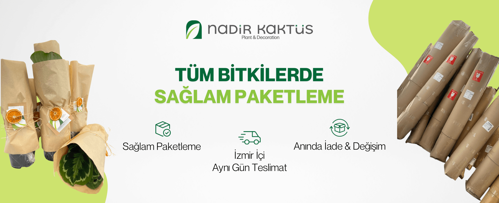 Ofis Bitkileri