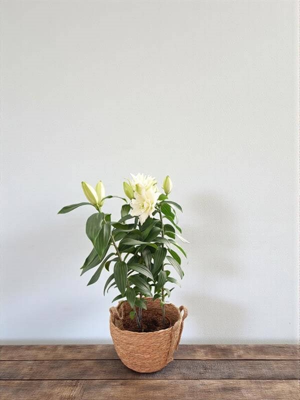 lily_Sa出品！ Kokulu Lilyum Saksı Çİçeği- Kazablanka Zambak