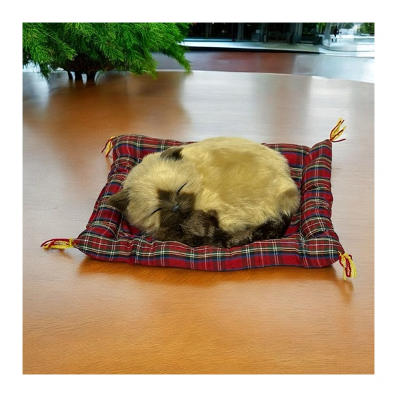 Minderde Uyuyan Tatlı Patiler Kedi
