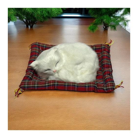 Minderde Uyuyan Tatlı Patiler Kedi