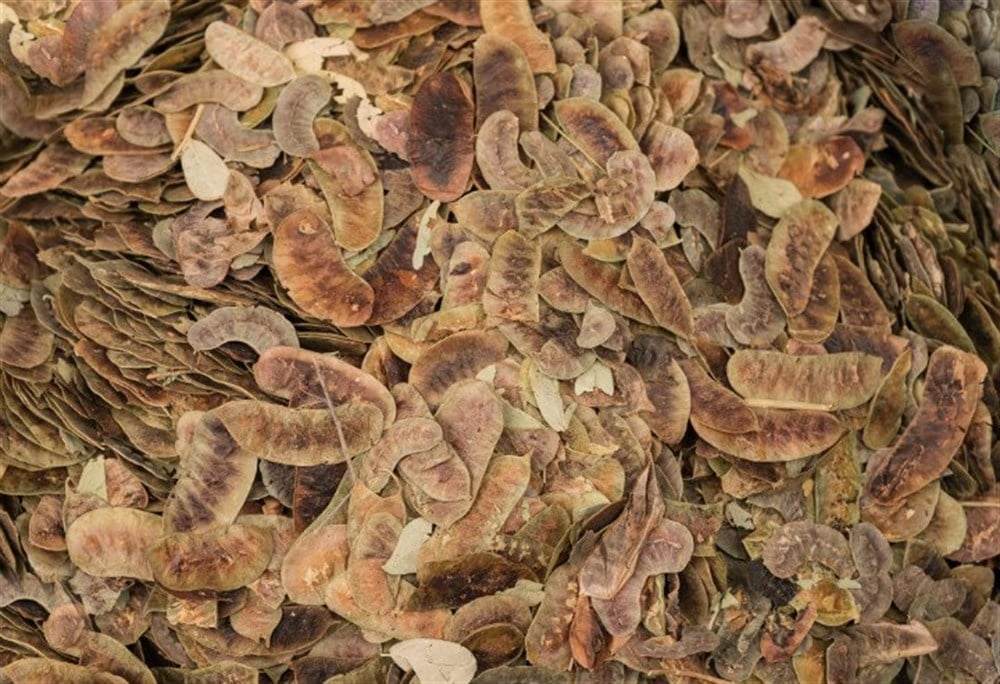 Açlık Otu 50gr