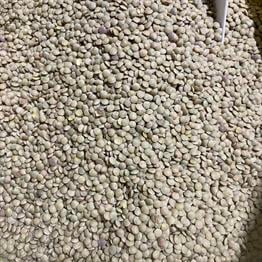 Yeşil Mercimek Kg