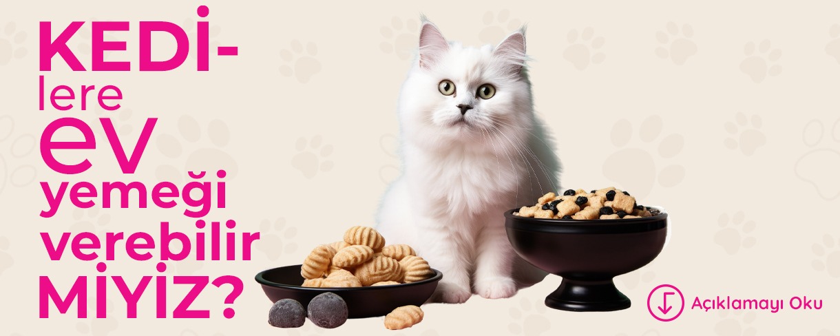 Kedilere Ev Yemeği Verilir Mi?