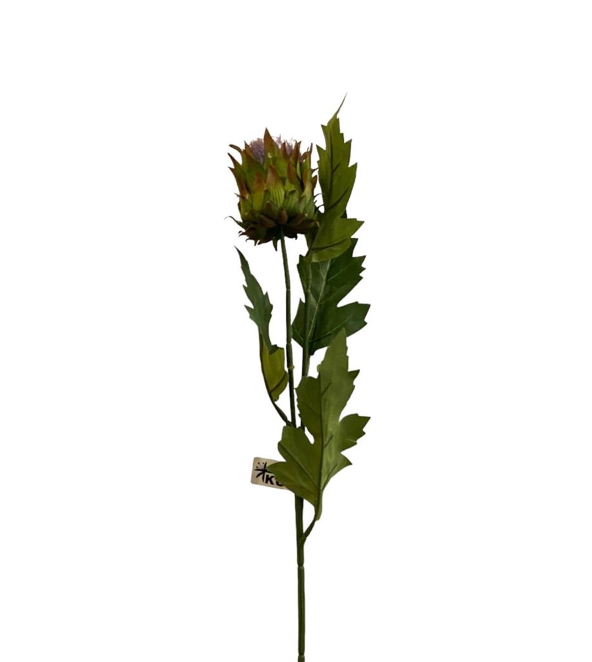Kuk Çiçek Protea Mor
