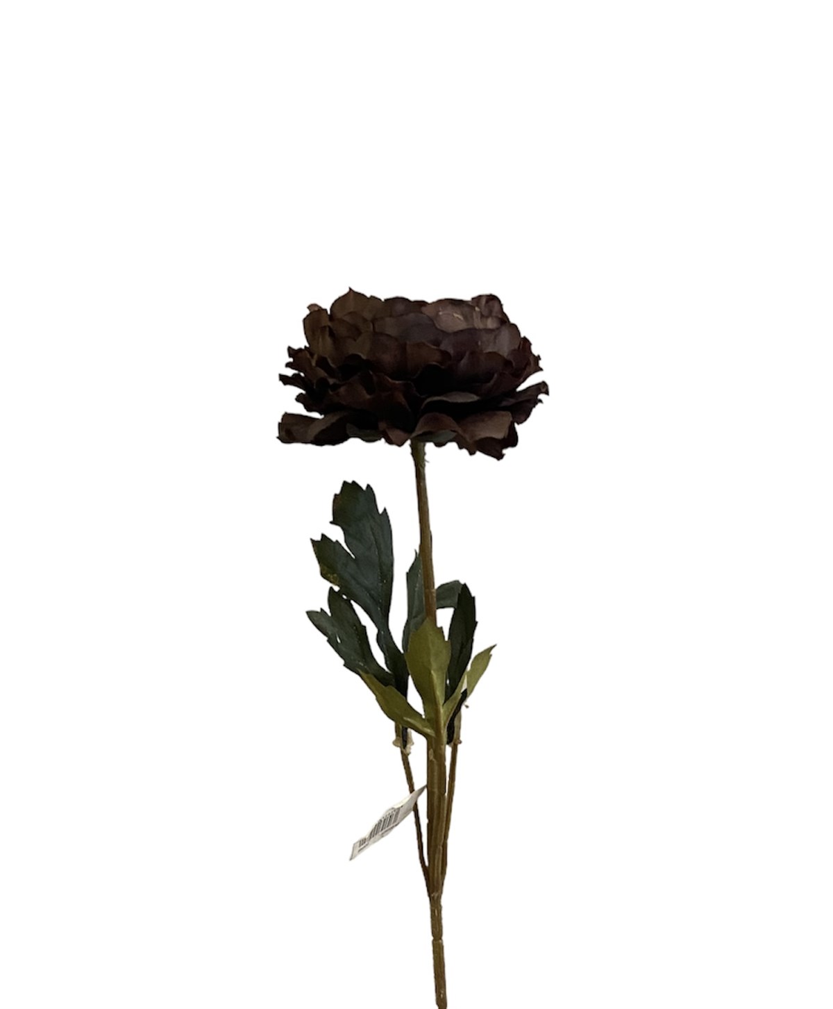 Kuk Ranunculus Dal (Coffeee)