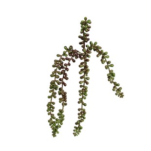 Kuk Çiçek Succulent (Brown Green)
