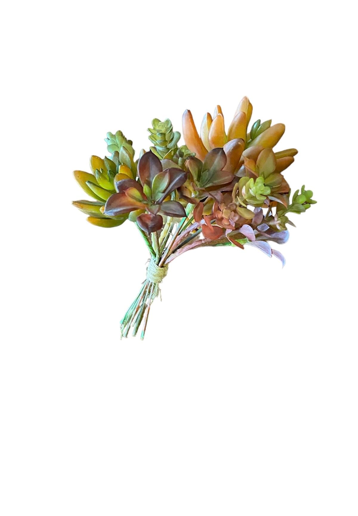 Kuk Çiçek Echeveria (Autumn)