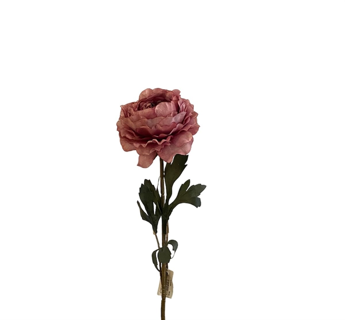 Kuk Ranunculus Dal (Mauve)