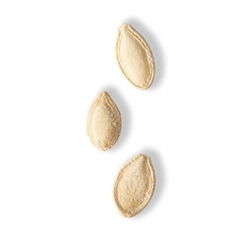 Topan Kabak Çekirdeği