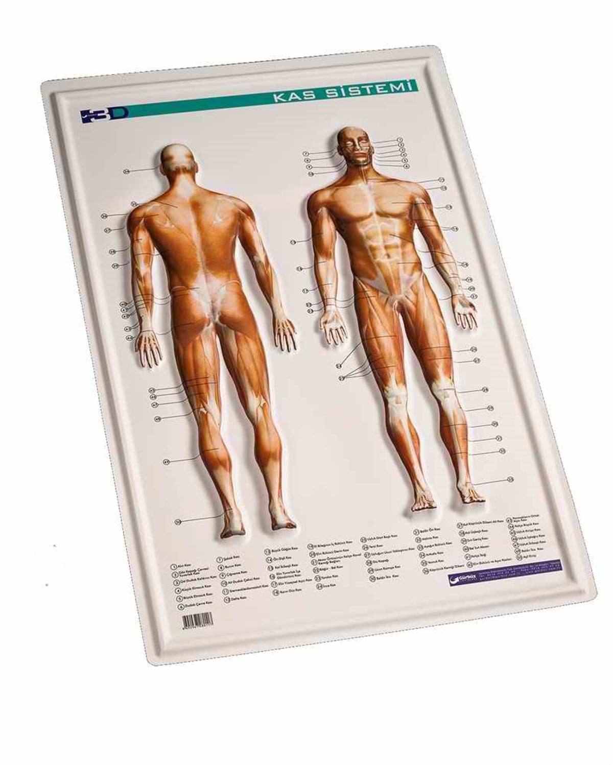 Gürbüz 28011 Kabartmali Kas Sistemi 35Cmx50Cm 
