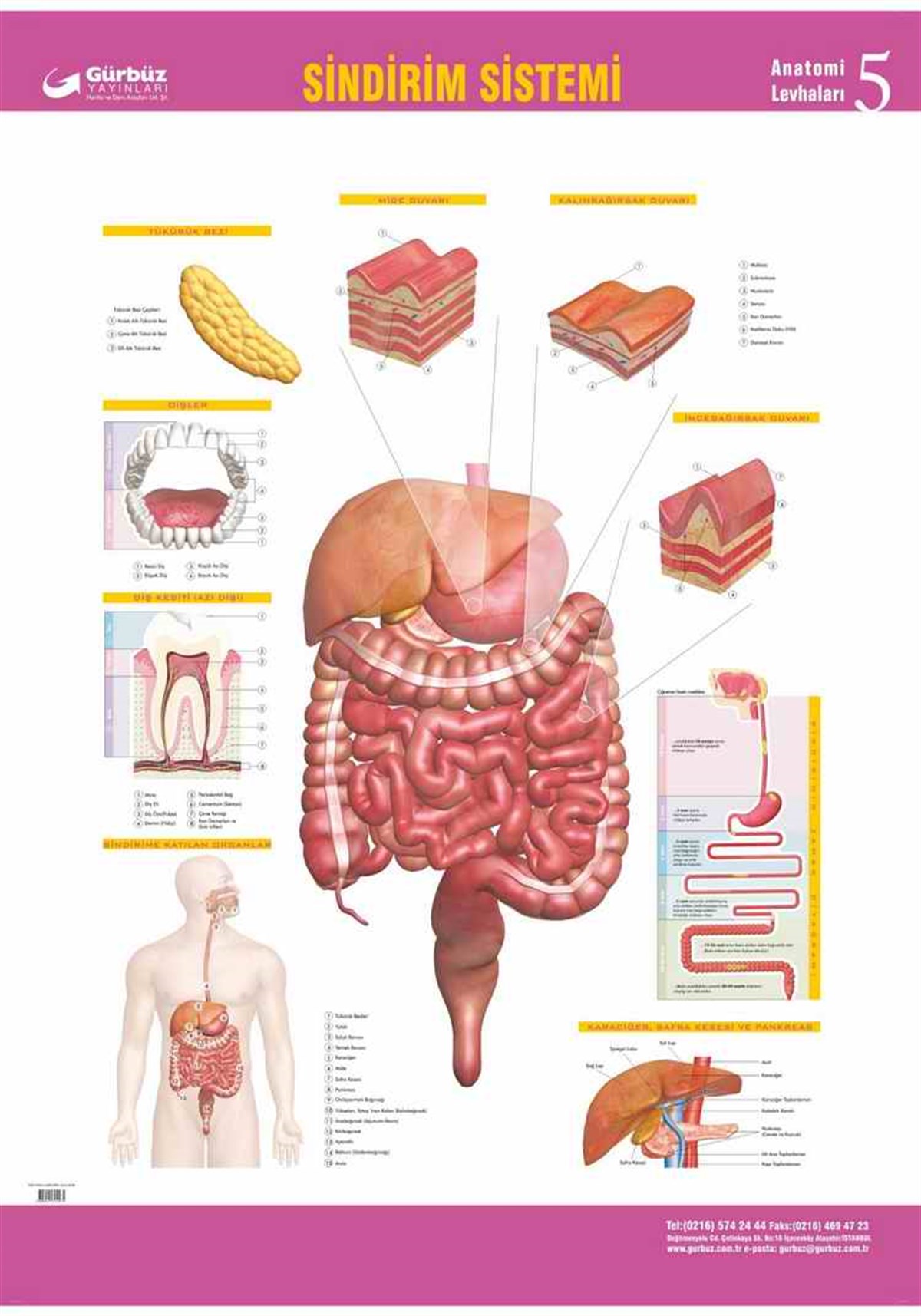 Gürbüz 31053 Sindirim Sistemi 70Cmx100Cm 