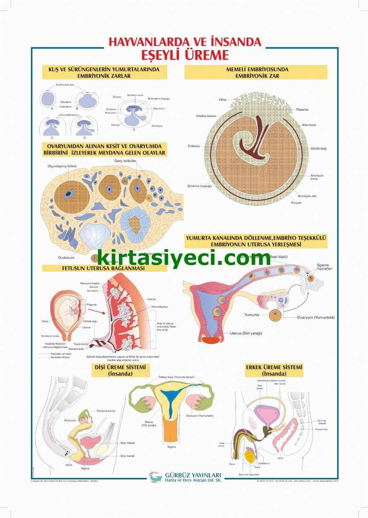 Gürbüz 33153 Hayvanlarda Eseyli Üreme 70Cmx100Cm 