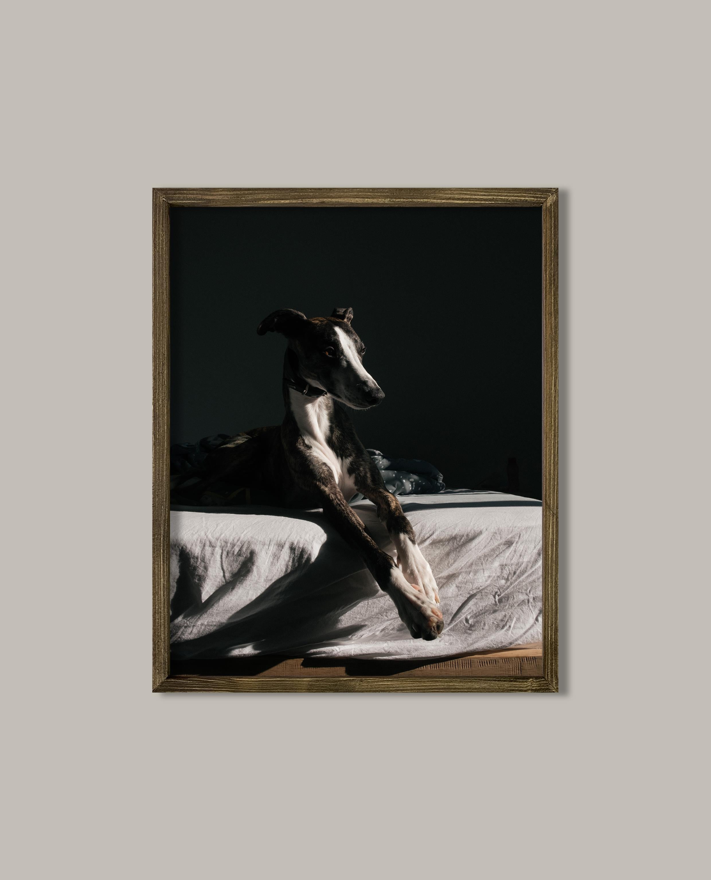 Italian Greyhound Çerçeveli Poster