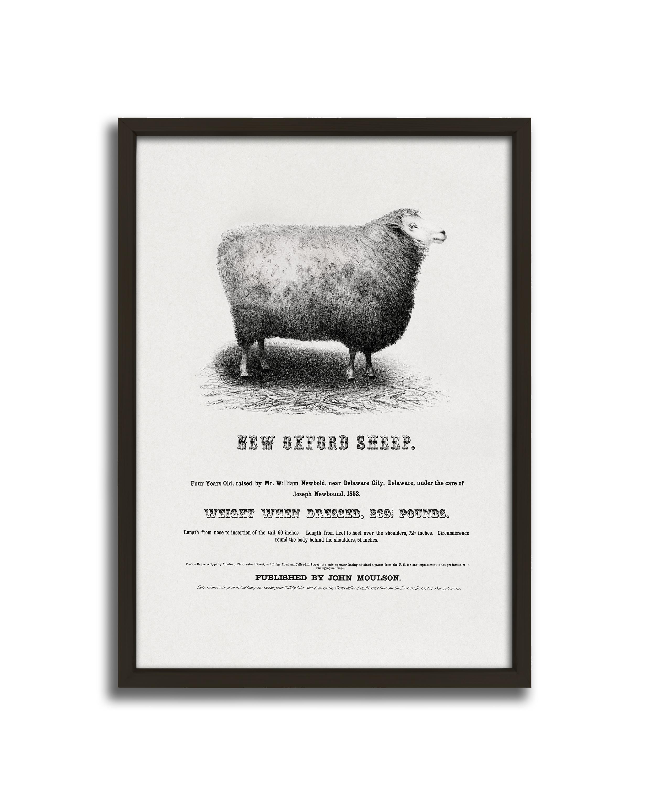 New Oxford Sheep Çerçeveli Tablo