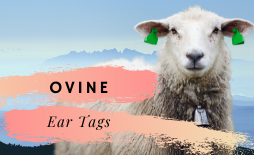 Ovine Ear Tags