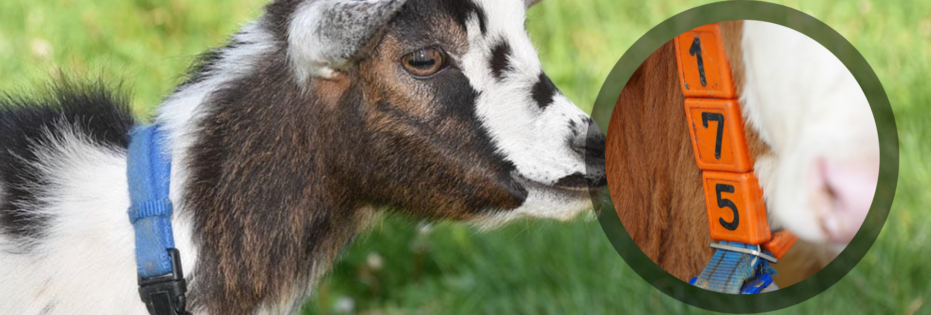 Küçükbaş Numarator