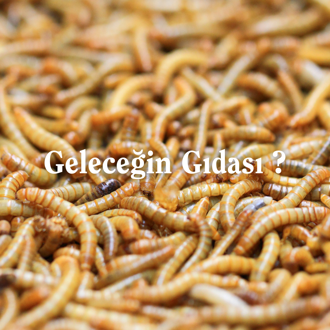 TARAFINI SEÇ! UN KURDU VS FİLİZLENDİRİLMİŞ BEZELYE UNU