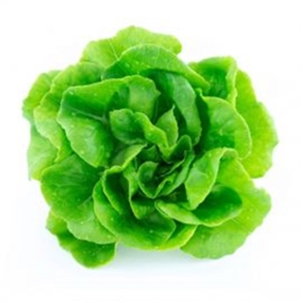 Lettuce Holland