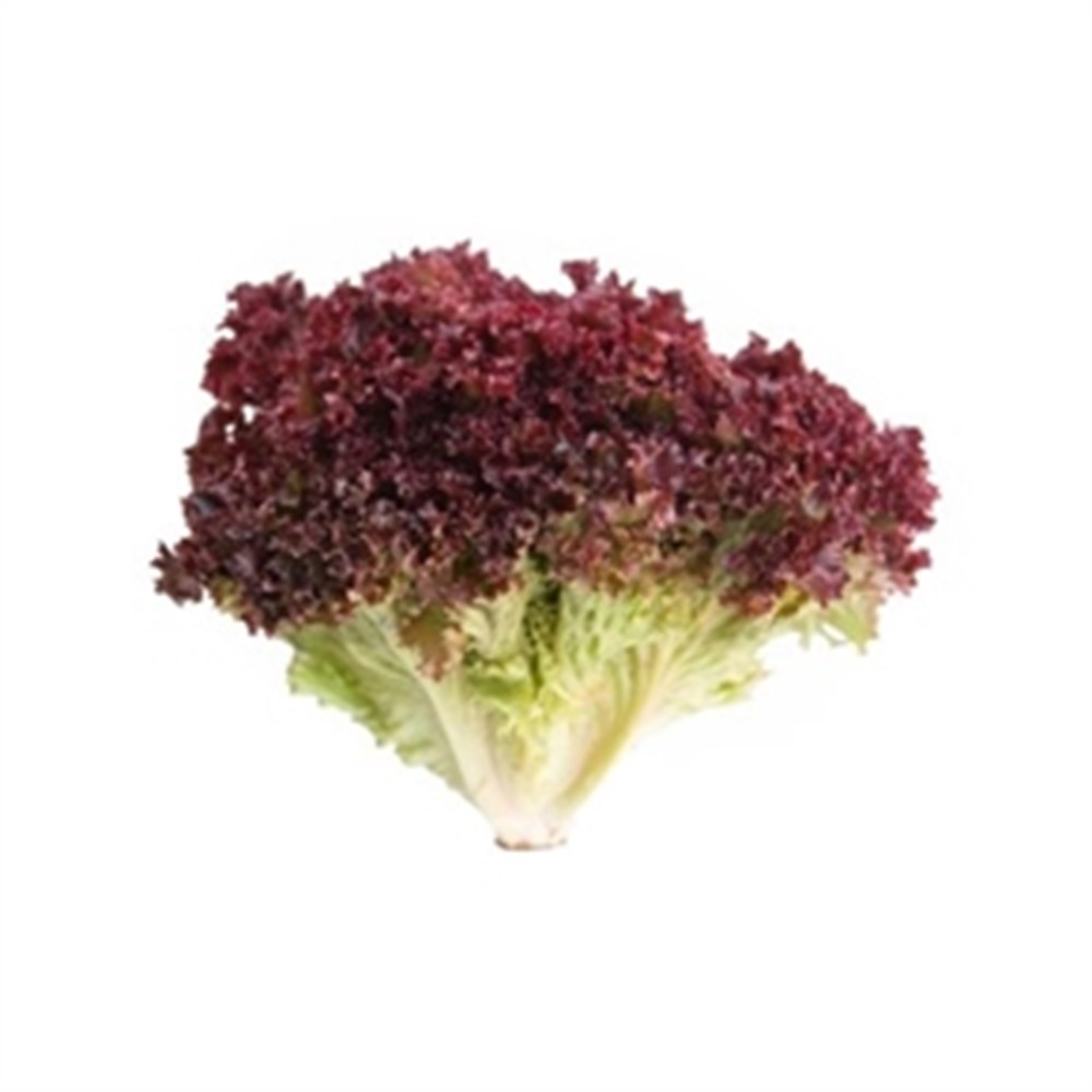 Lettuce Lollo Holland 