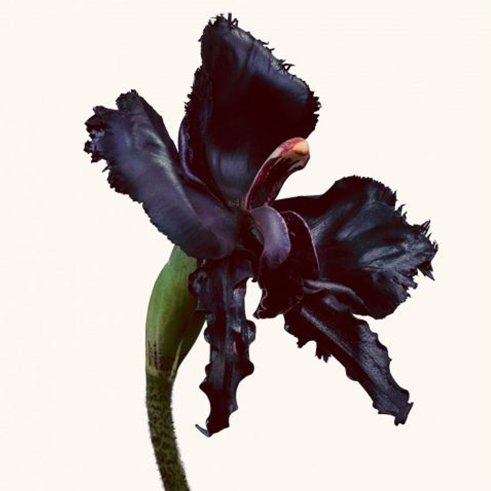 Tom FordBlack Orchid Reserve Edp 100ML