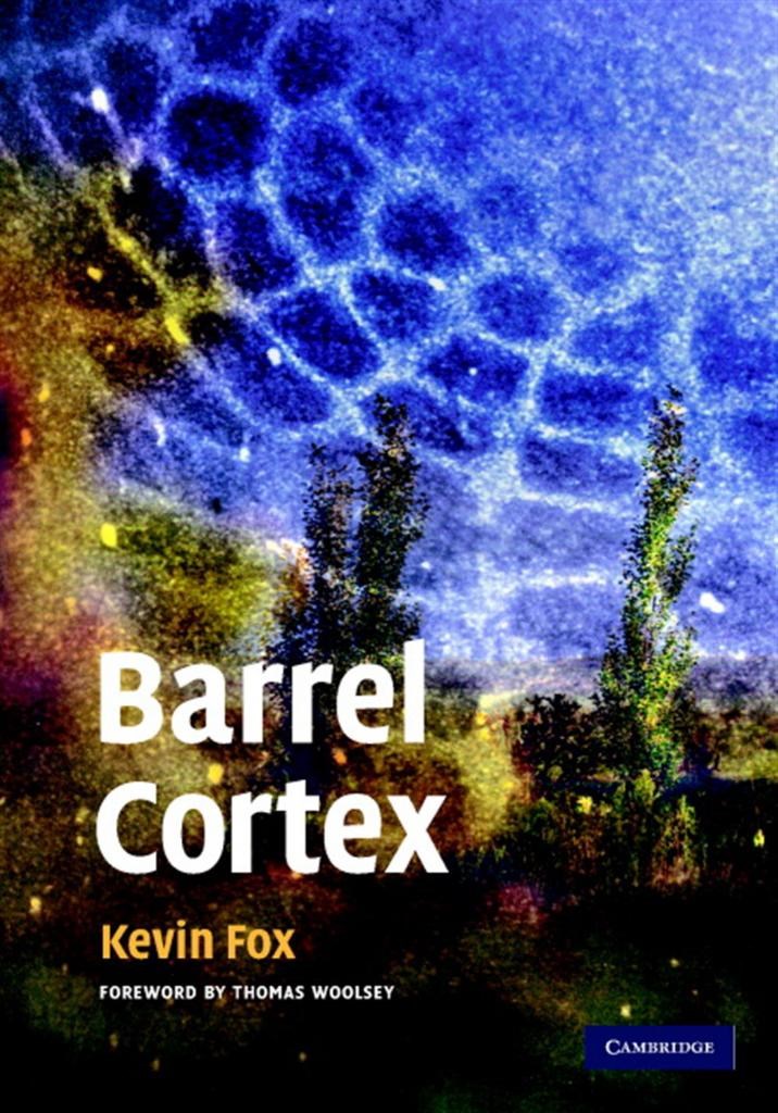 barrel cortex (kevin fox)