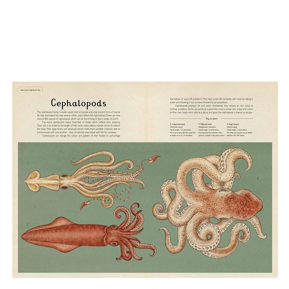 Animalium - Welcome To The Museum