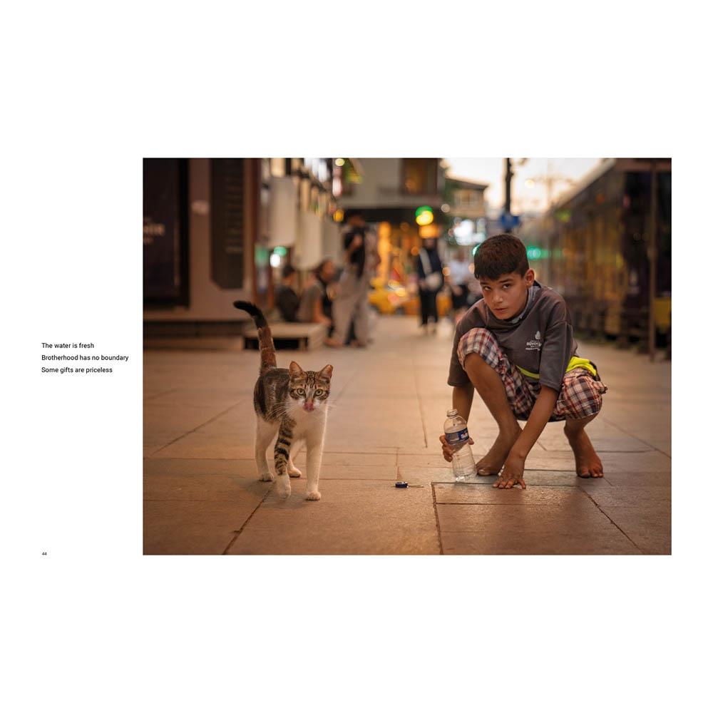 City Cats of Istanbul