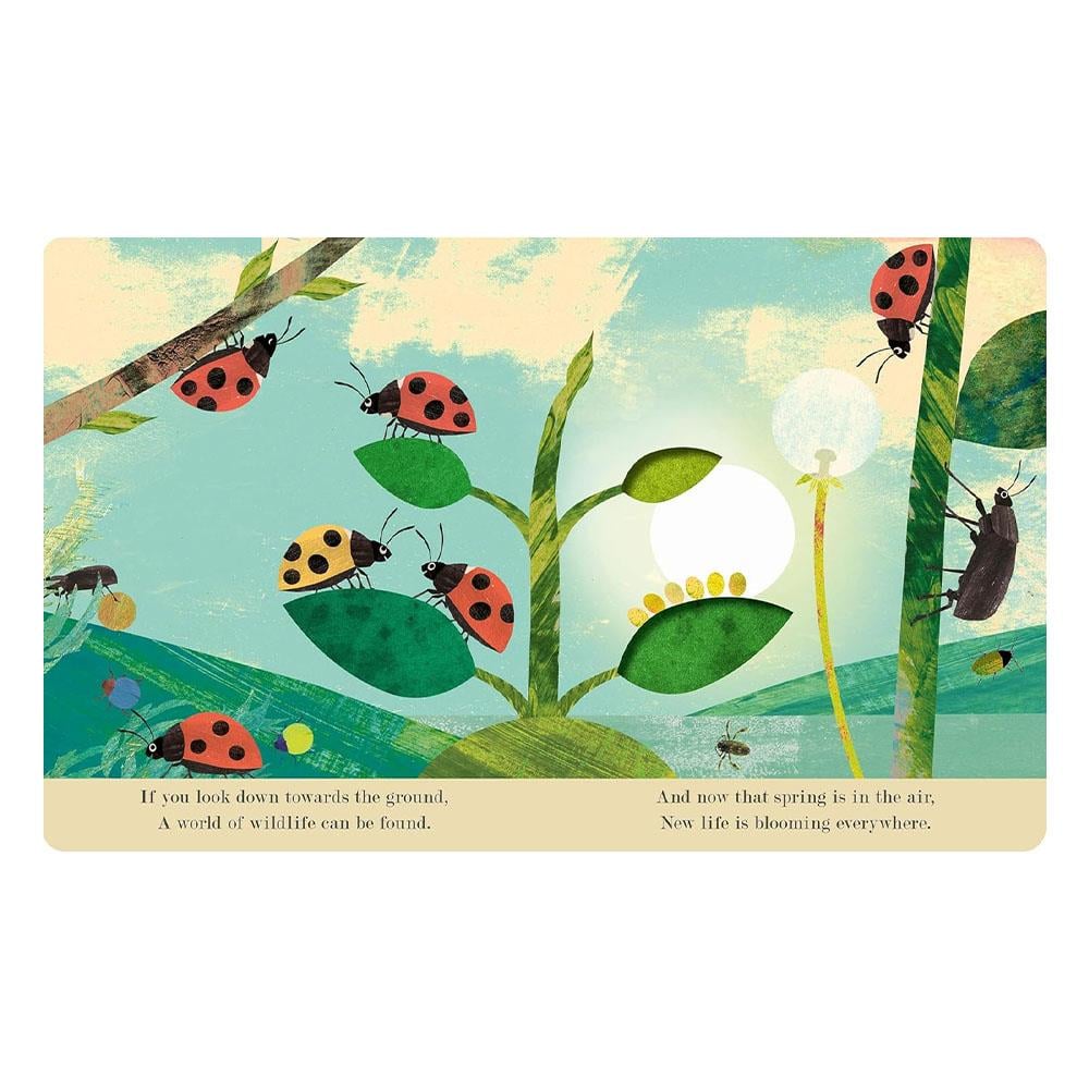 Explore a Tiny World Full of Life - Bugs