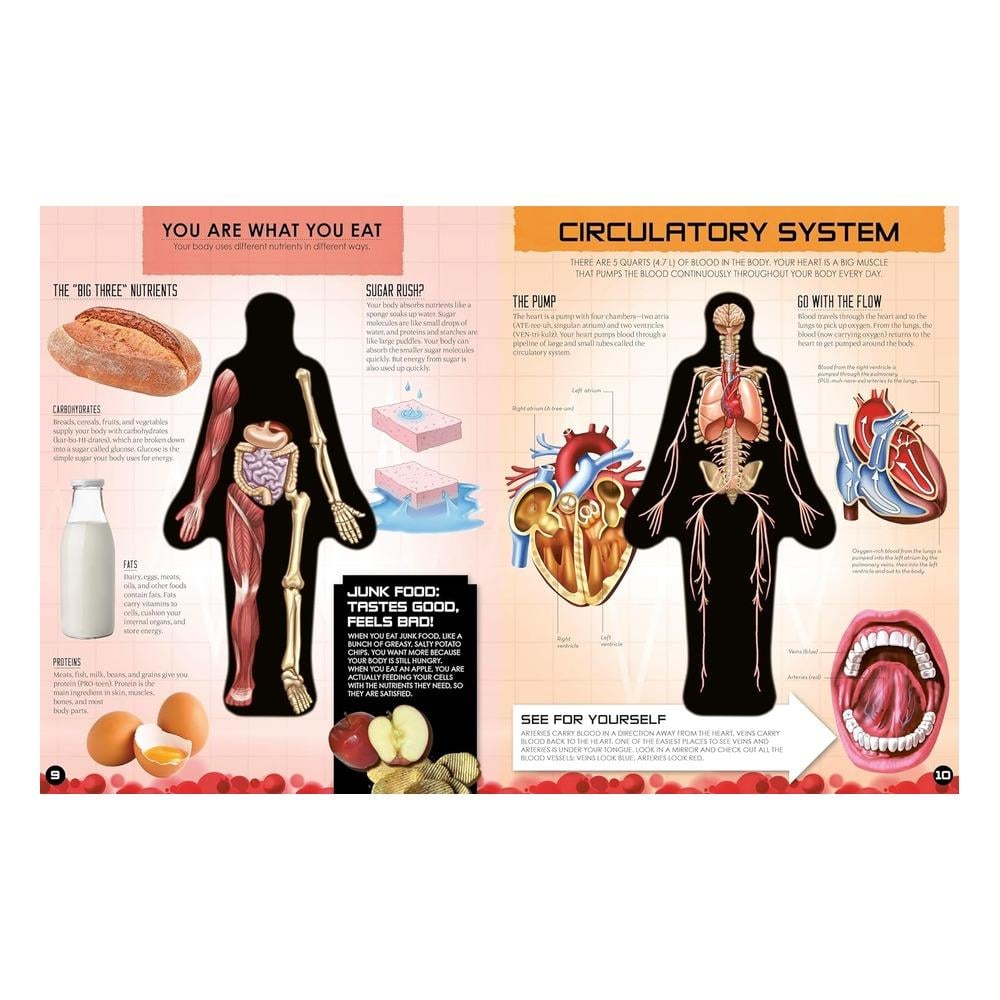 Inside Out Human Body