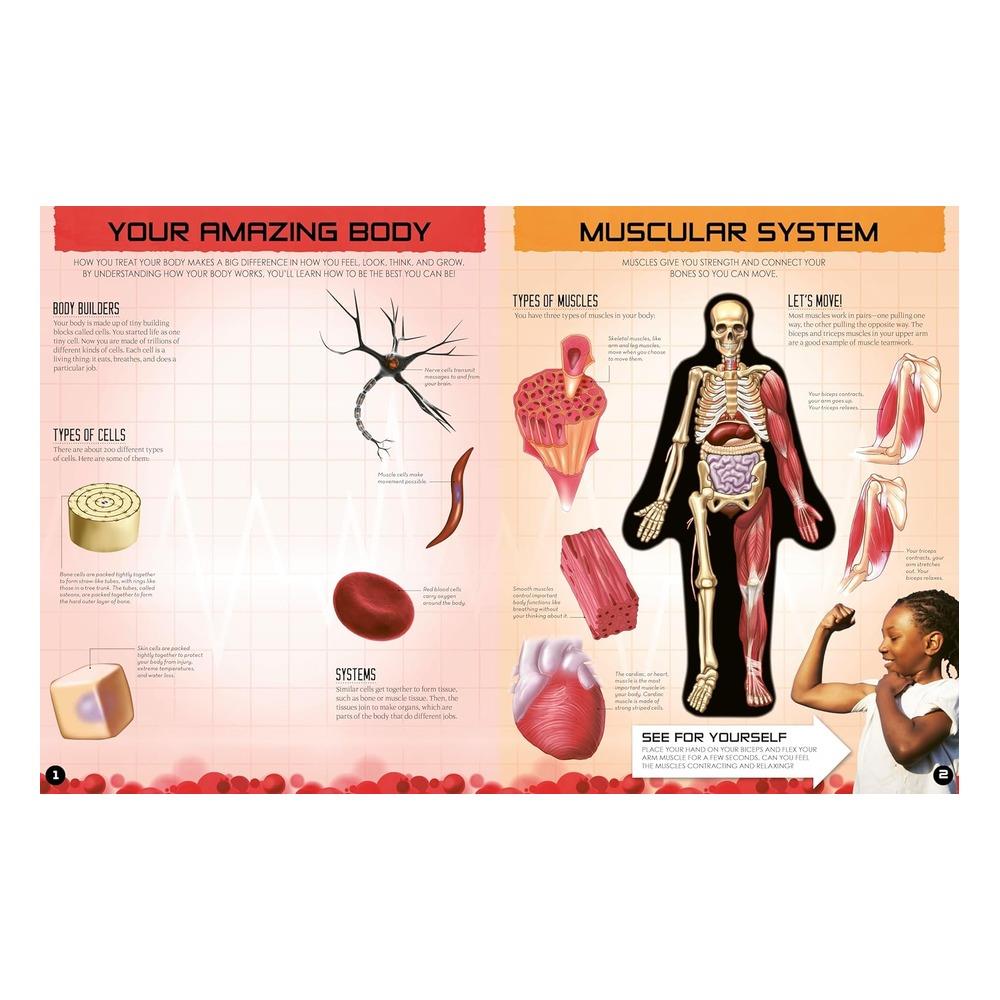 Inside Out Human Body