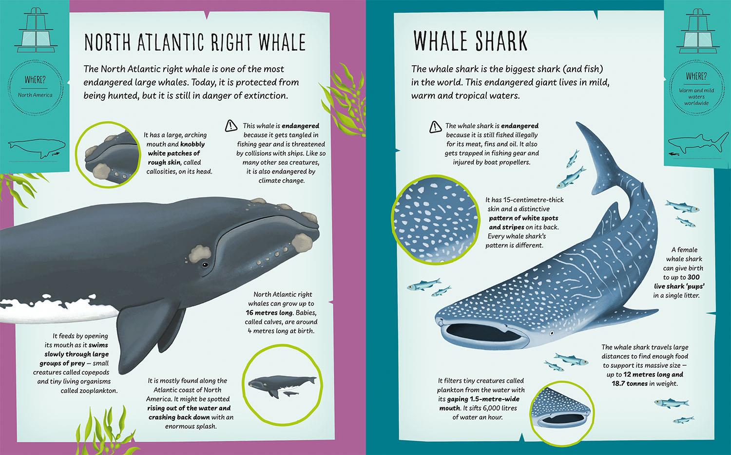 My Incredible Animal S.O.S Expedition