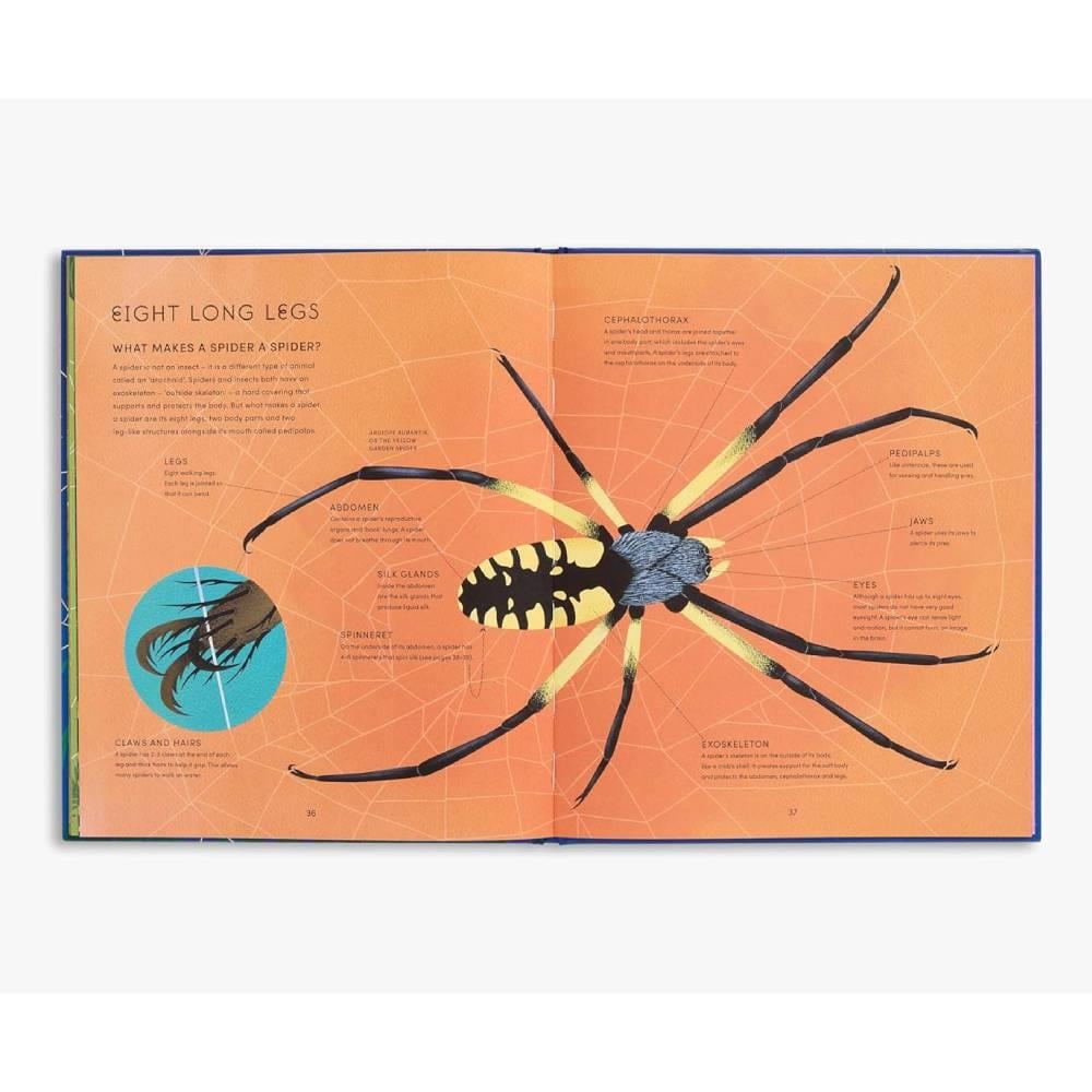 The Secret World of Spiderwebs