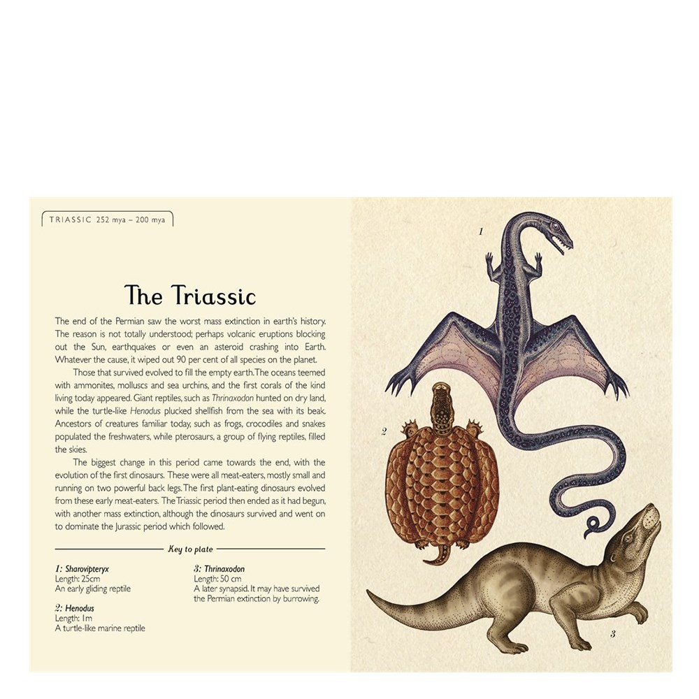 The Story Of Life Evolution