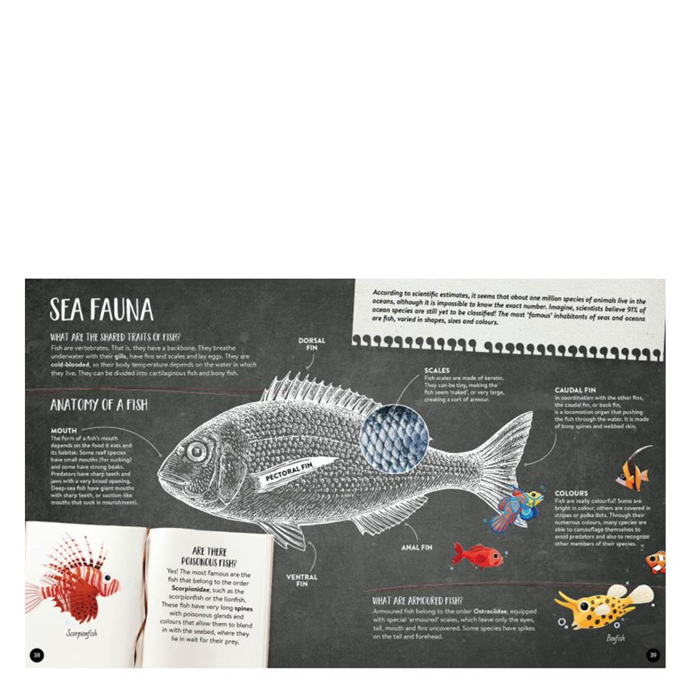 What- How- Why - The Sea