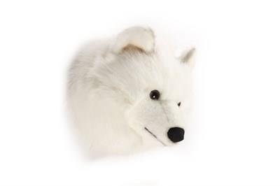 Duvar aksesuarı - Beyaz Kurt Lucy