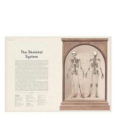 Anatomicum