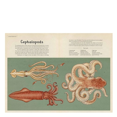 Animalium - Welcome To The Museum