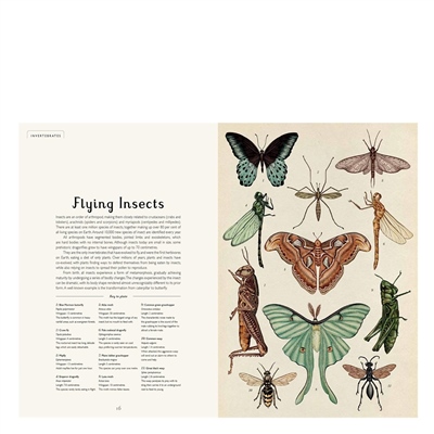 Animalium - Welcome To The Museum
