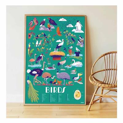 Birds - Discovery Poster