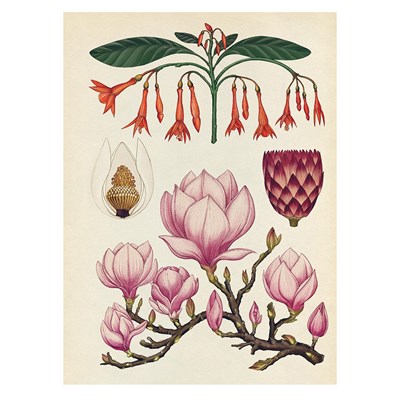 Botanicum Poster Book