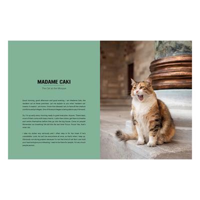 City Cats of Istanbul